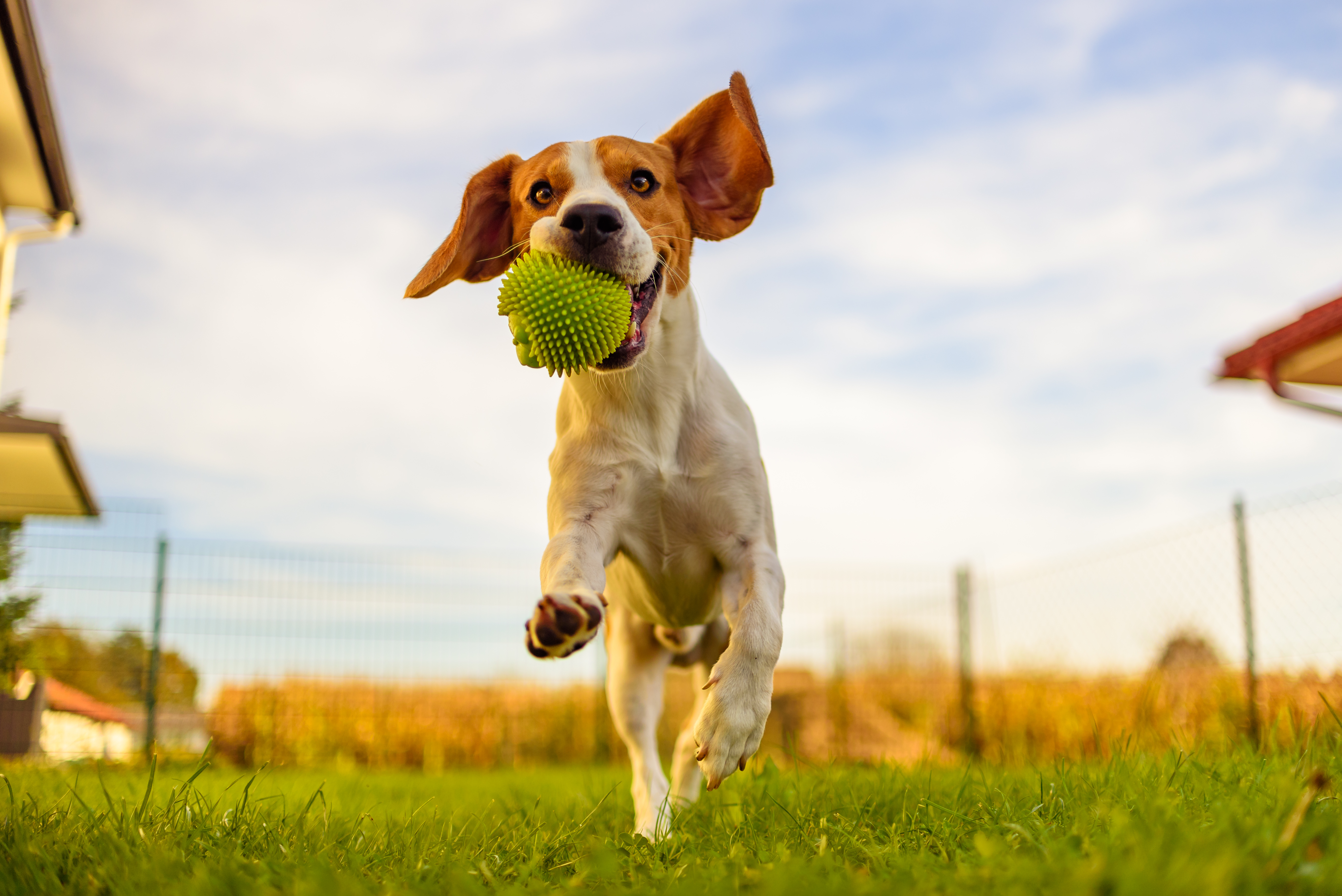 Dog runs with tennis ball in mouth